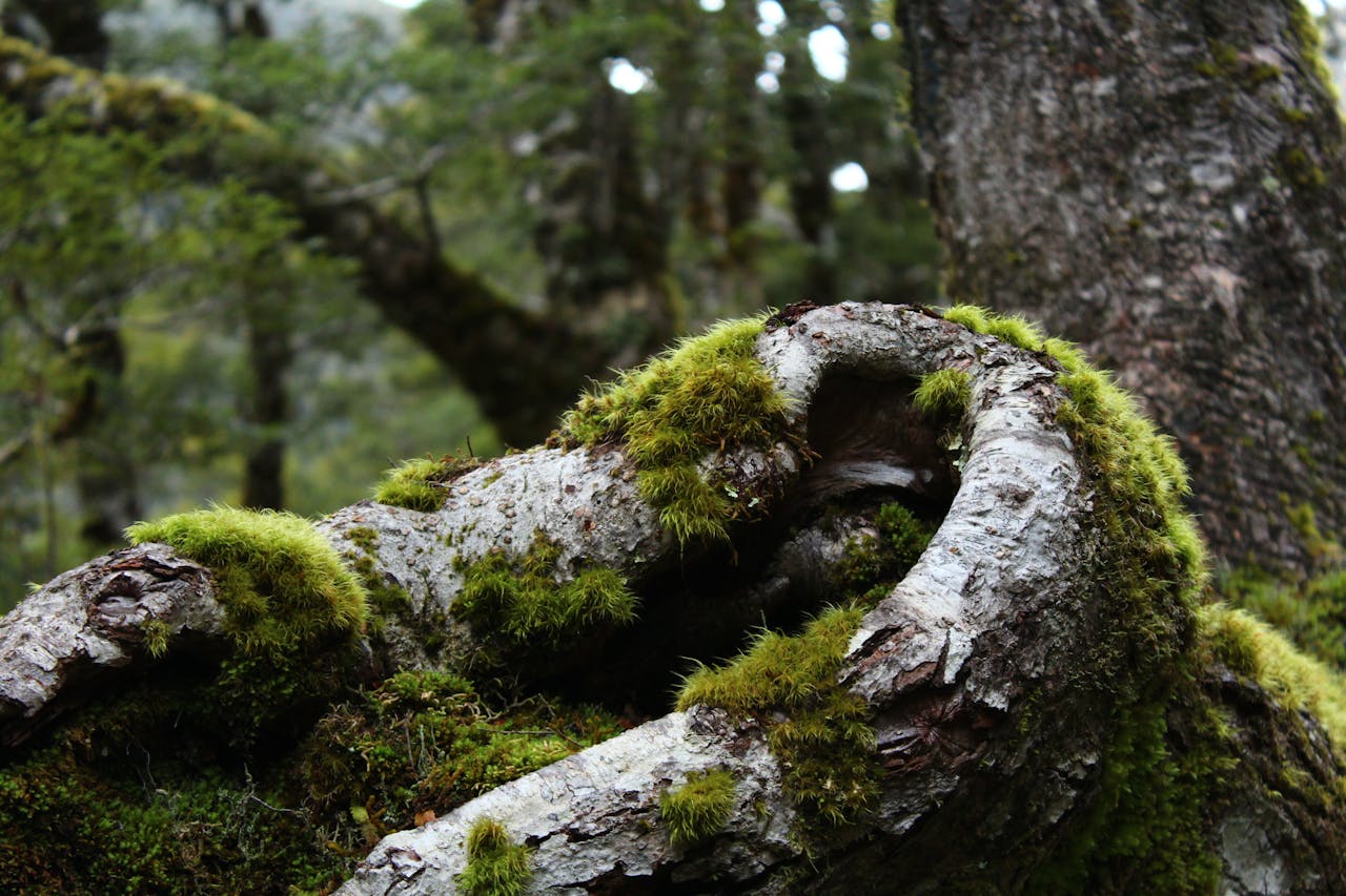 Ingredients from the forest for bathing and bath teas and soaks